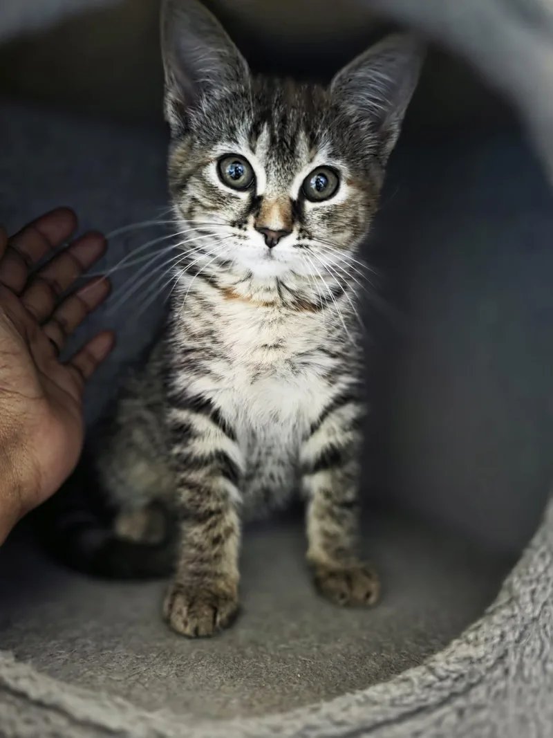 A baby medium-sized female Tabby (Brown / Chocolate) Domestic Short Hair cat named Tohru for adoption in Chattanooga, TN
