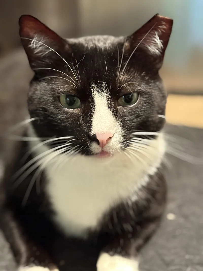 Hannibal thumbnail 2