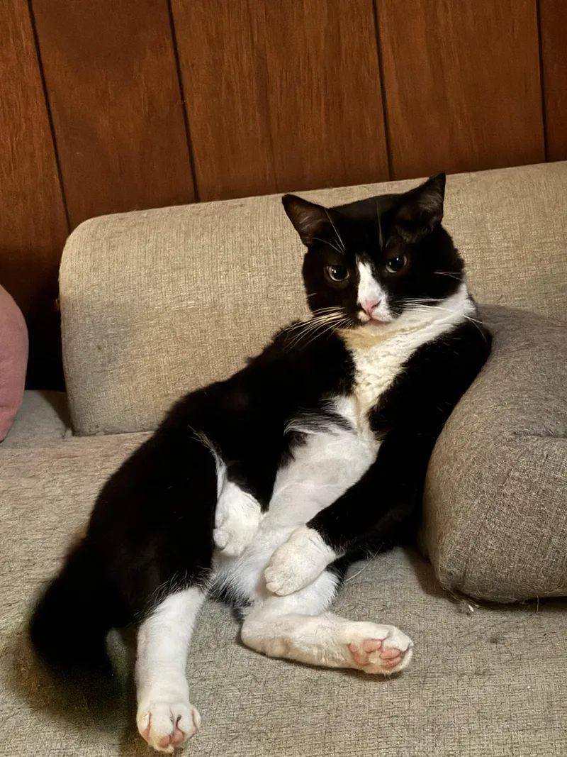 Hannibal thumbnail 3