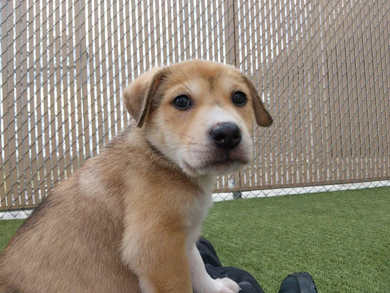 A baby medium-sized male Yellow / Tan / Blond / Fawn Pit Bull Terrier dog named Bumi for adoption in Liberty, MO