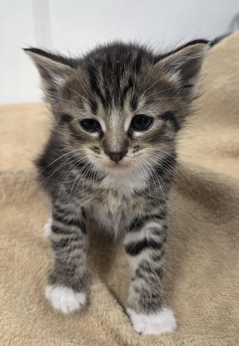 A baby small-sized female Domestic Short Hair cat named Cookie for adoption in Chico, CA