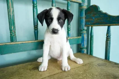 A baby small-sized male Border Collie dog named Dill for adoption in San Antonio, TX