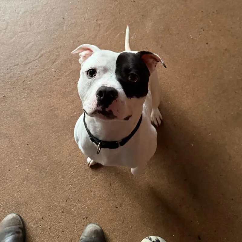 An adult large-sized male American Staffordshire Terrier dog named Muffin for adoption in Cumming, GA