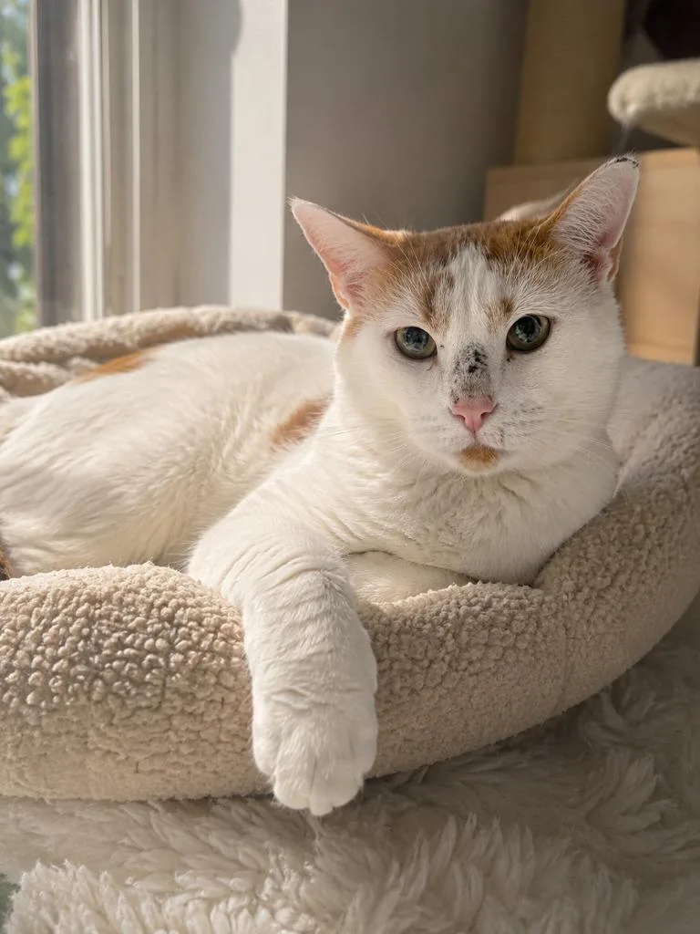 An adult small-sized male Domestic Short Hair cat named Creamsicle for adoption in East Ridge, TN