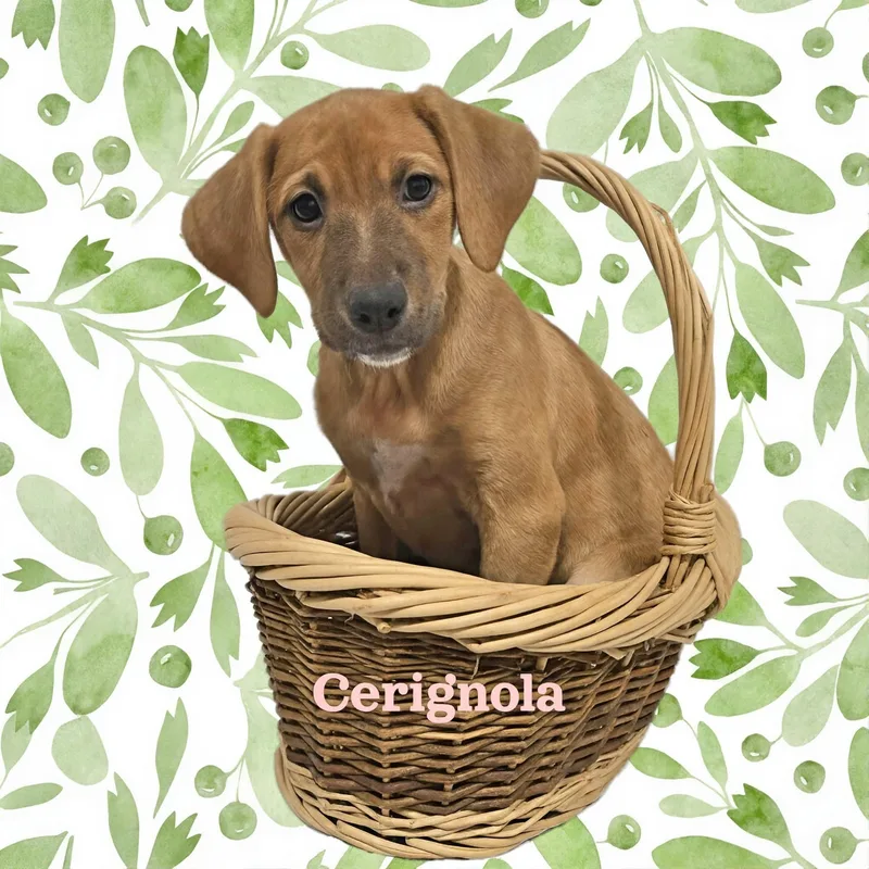 Cerignola