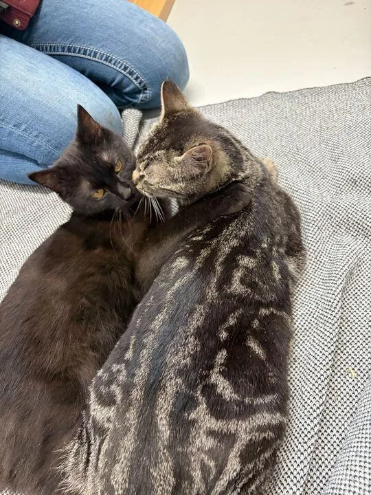 Licorice thumbnail 2