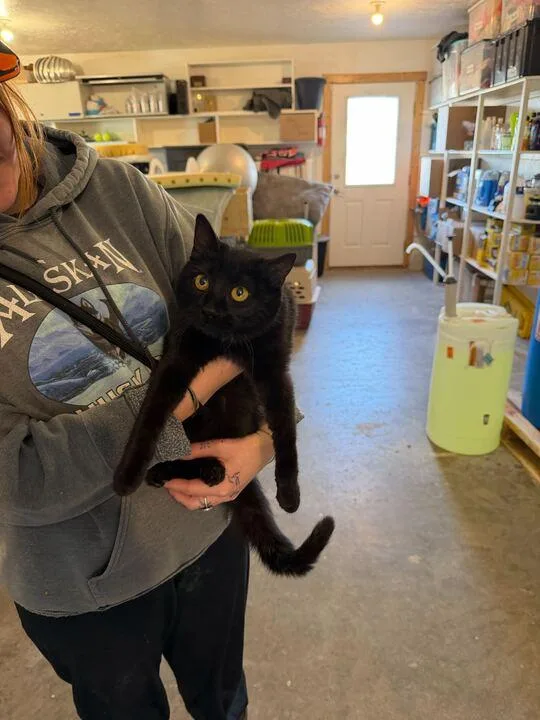 Licorice thumbnail 3