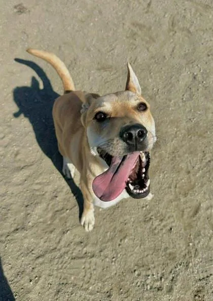 An adult large-sized female Shepherd dog named Bloom for adoption in Visalia, CA