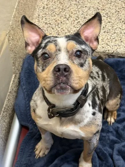 An adult medium-sized female American Bulldog dog named Wellsy for adoption in Aiken, SC