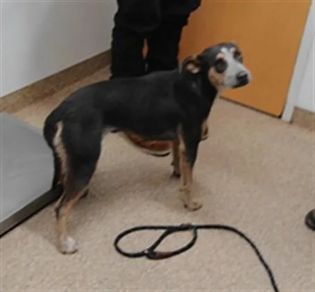 An adult medium-sized female German Shorthaired Pointer dog named Goose for adoption in Albuquerque, NM