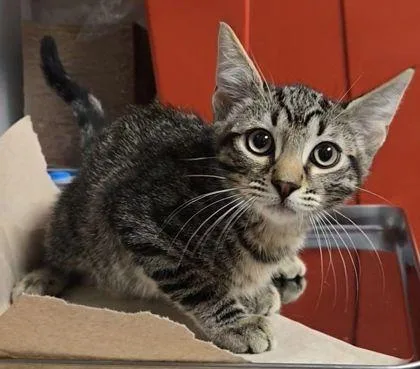 A baby small-sized male Domestic Short Hair cat named Jonathan Byers for adoption in Fresno, CA