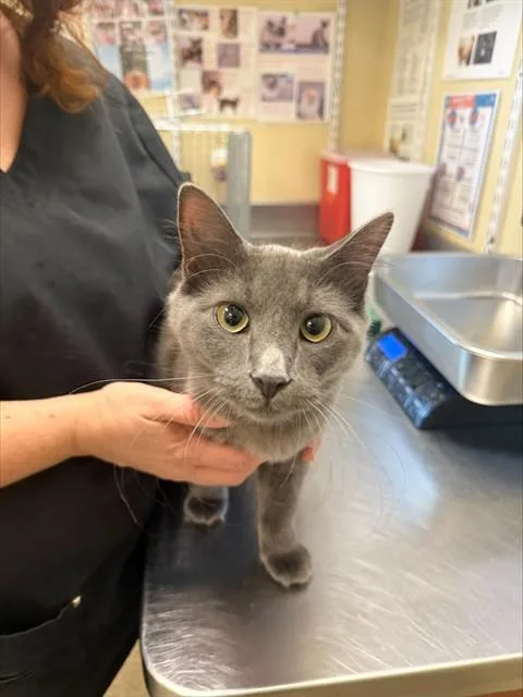A young small-sized female Domestic Short Hair cat named Nala for adoption in Fort Myers, FL