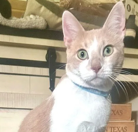 Ember Brotherofcoal thumbnail 2