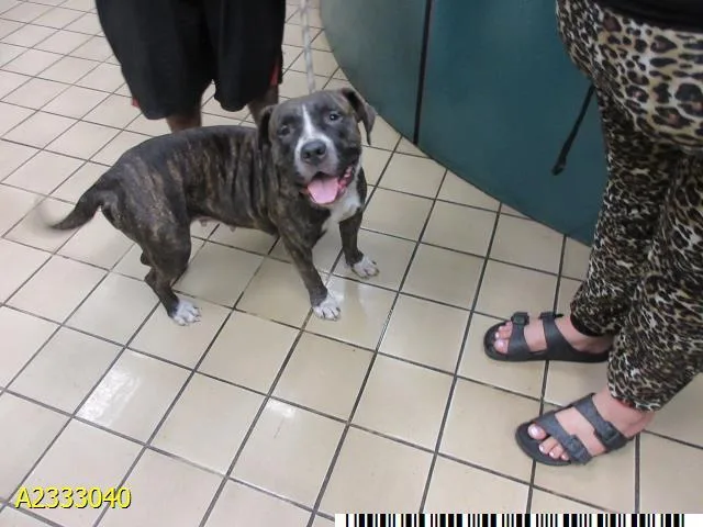 A young medium-sized female Mixed Breed dog named Leah for adoption in West Palm Beach, FL