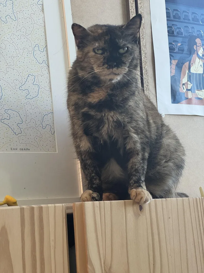 Sparkles thumbnail 2