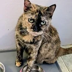 Sparkles thumbnail 5