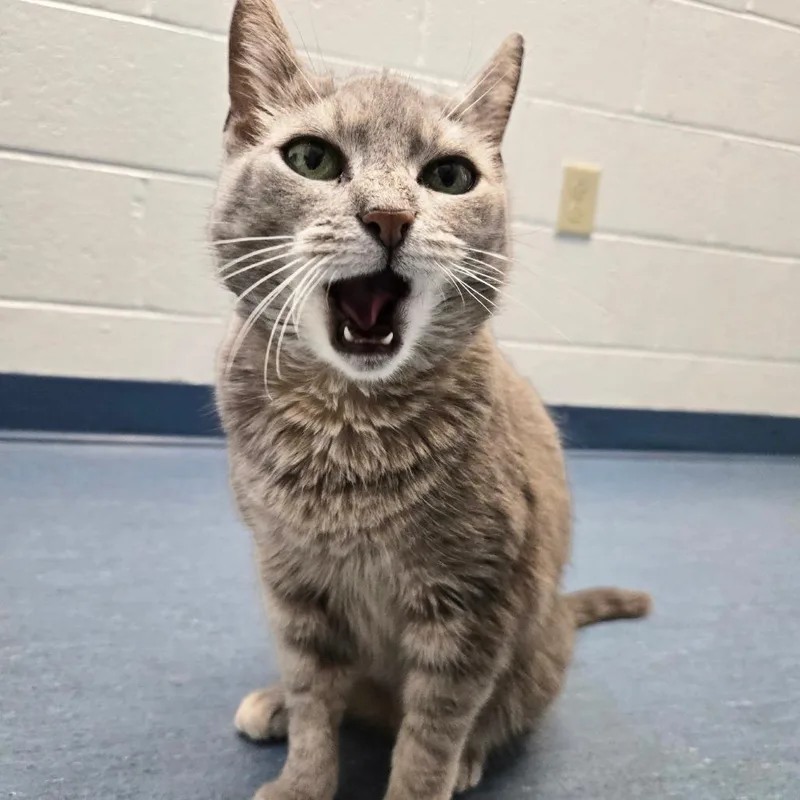 A senior medium-sized female Gray / Blue / Silver Domestic Short Hair cat named Vera for adoption in Pittsburgh, PA