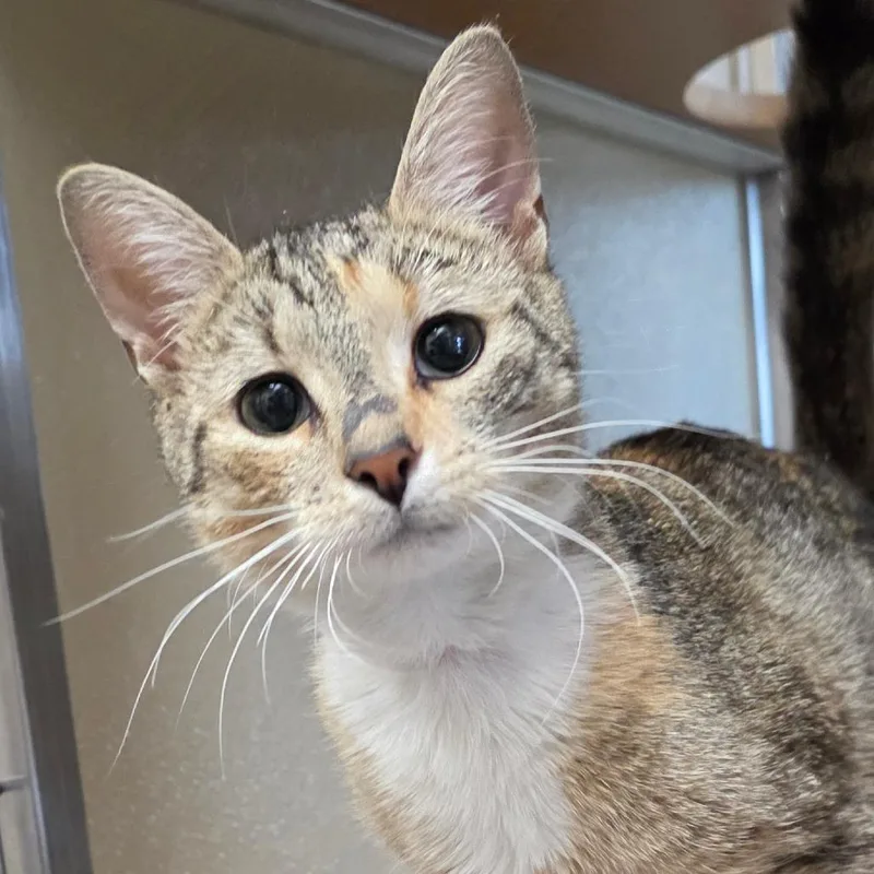 An adult medium-sized female Brown / Chocolate Domestic Short Hair cat named Lavender for adoption in Chatham, VA