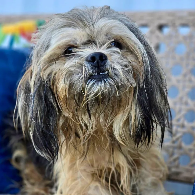 A young small-sized male Black Shih Tzu dog named Milo for adoption in Effingham, IL