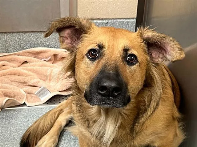 An adult small-sized female German Shepherd Dog dog named Piper for adoption in Tustin, CA