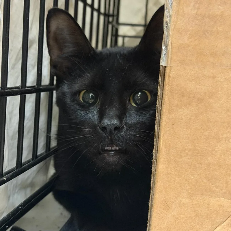 An adult medium-sized male Domestic Short Hair cat named Tupelo for adoption in Tacoma, WA