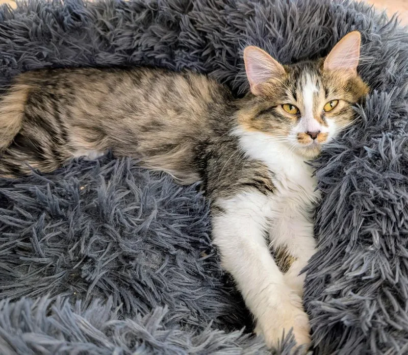 A baby medium-sized female Domestic Medium Hair cat named Rhythm for adoption in Peoria, AZ