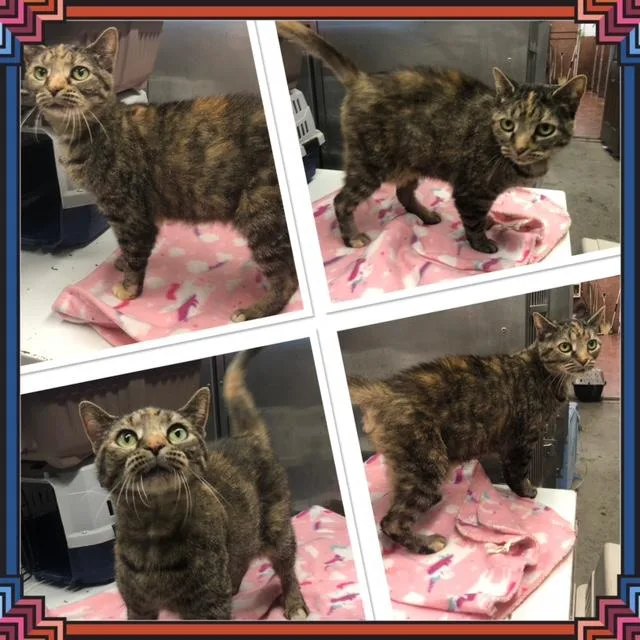 An adult medium-sized female Calico Domestic Short Hair cat named Emmy for adoption in Buckhannon, WV