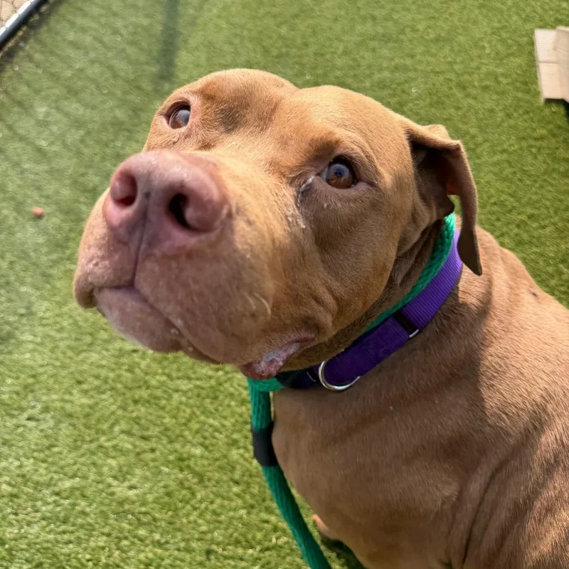 A senior medium-sized male Yellow / Tan / Blond / Fawn Pit Bull Terrier dog named Barry Allen for adoption in Philadelphia, PA