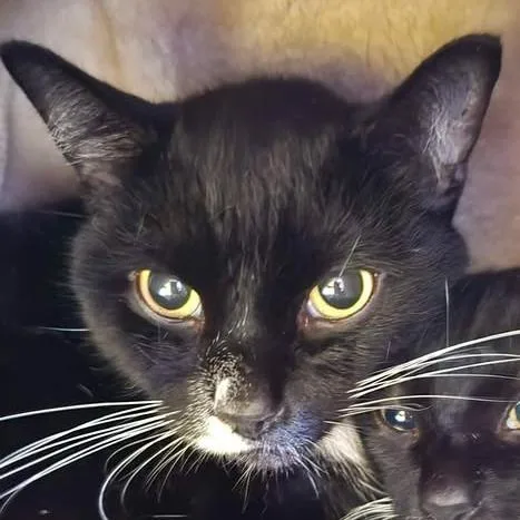 A senior small-sized male Black Domestic Short Hair cat named Junior for adoption in Winthrop, ME
