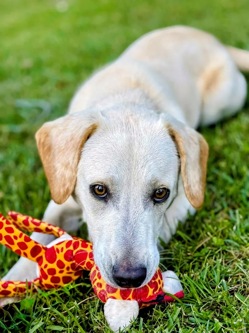 A baby medium-sized male Yellow Labrador Retriever dog named Graham for adoption in Willington, CT