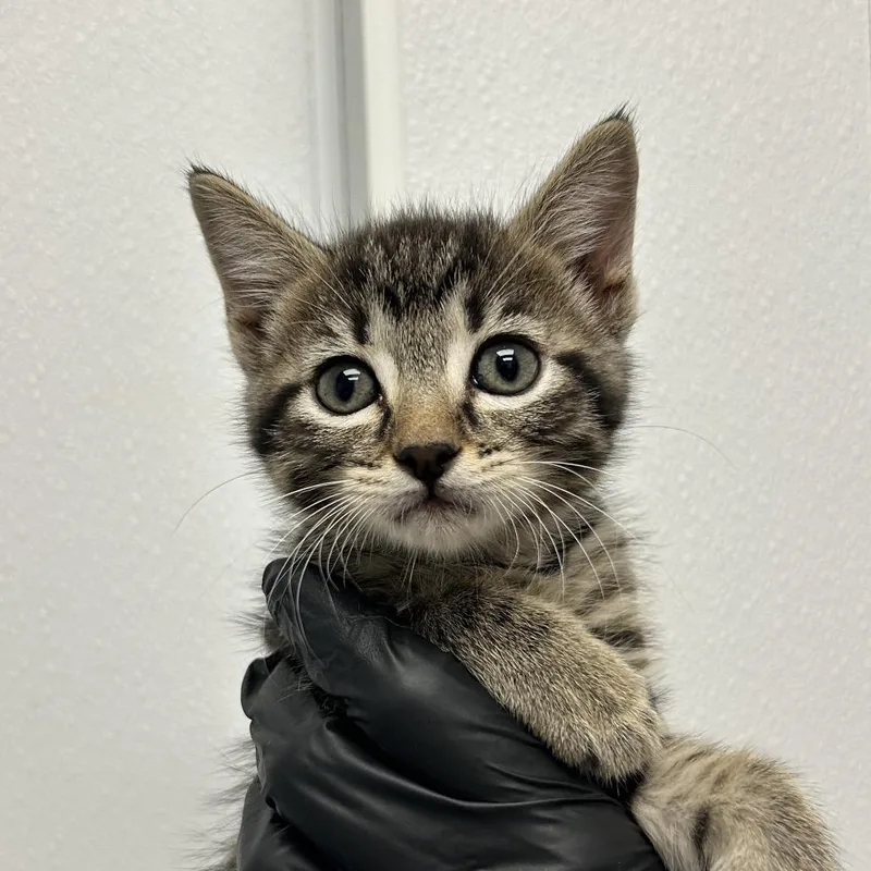 A baby small-sized female Brown / Chocolate Domestic Short Hair cat named Tippy for adoption in Abilene, TX