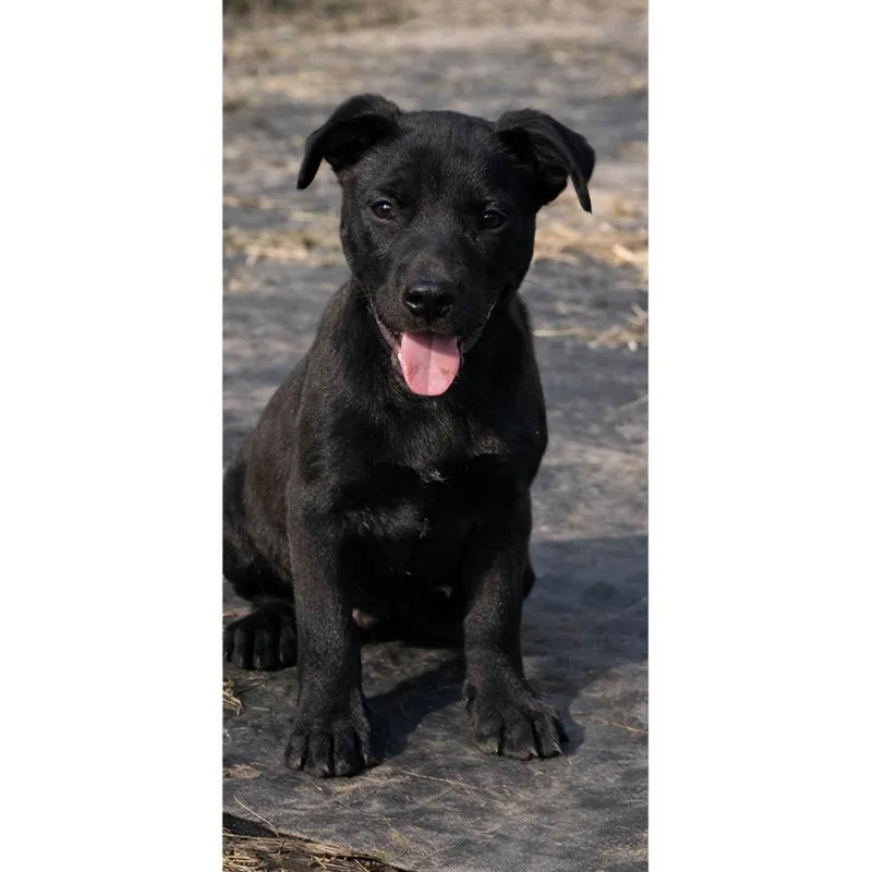 Cosmo Maple’s Litter