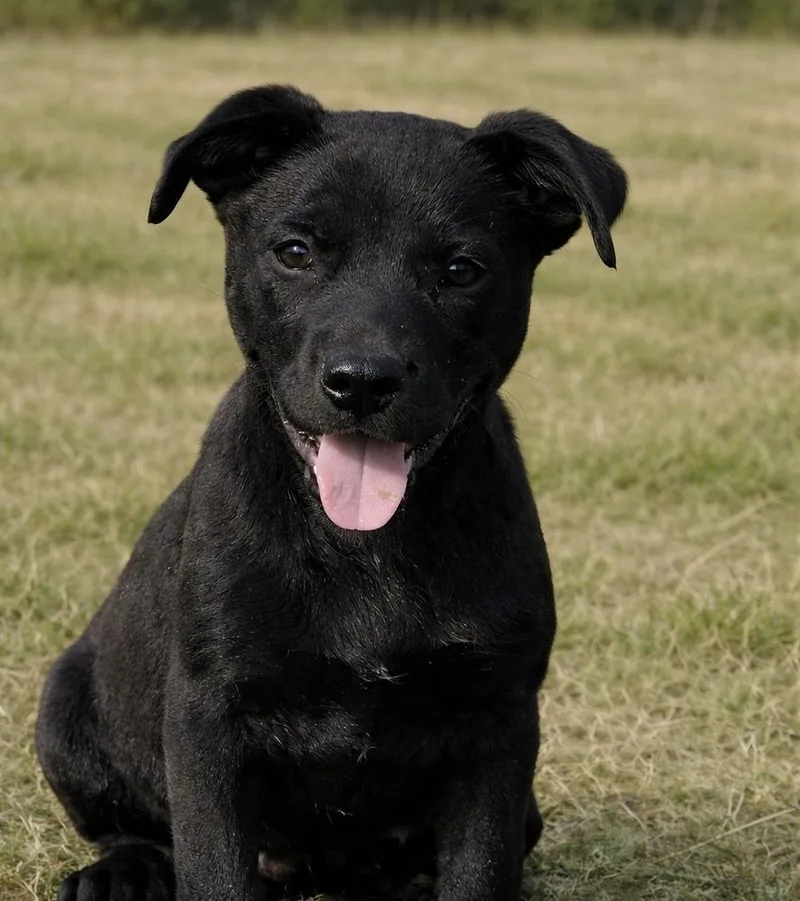 Cosmo  Maple’s Litter thumbnail 2