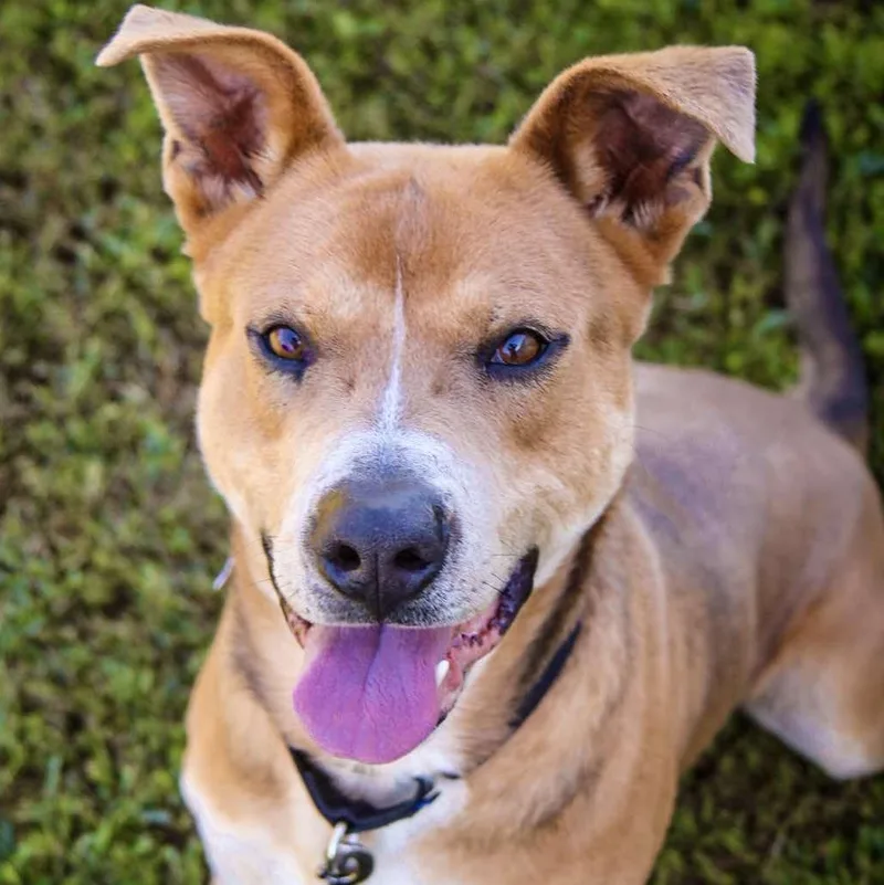 Big Bear thumbnail 2