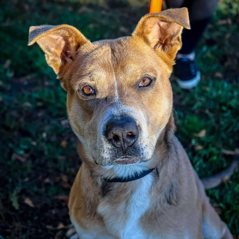 Big Bear thumbnail 3