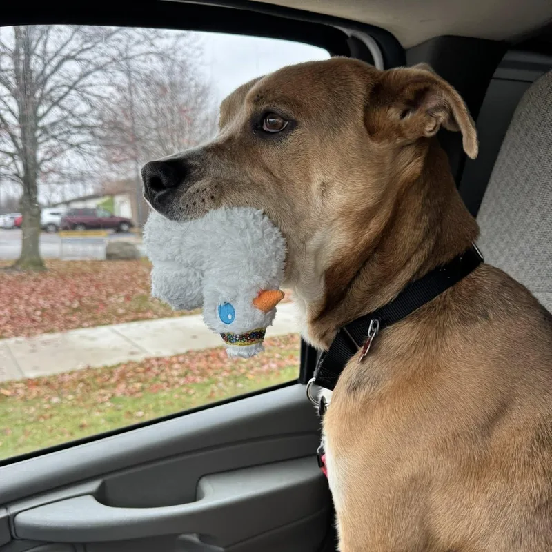 Big Bear thumbnail 5