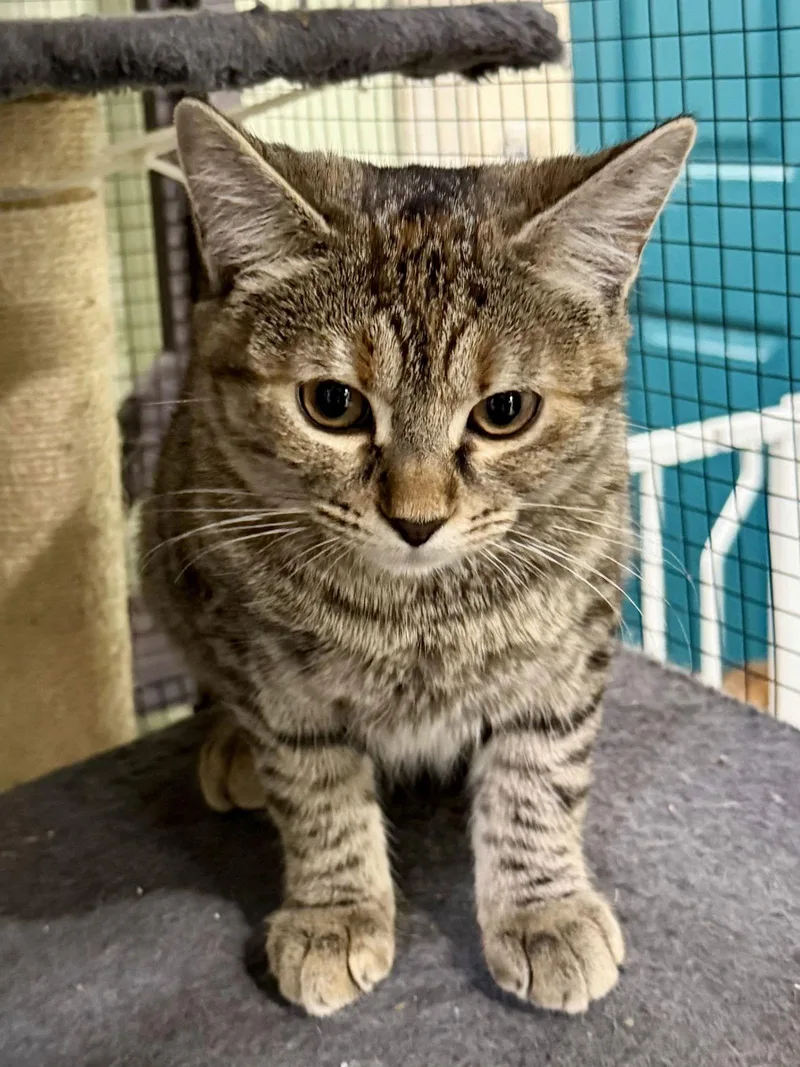 Cat  Winona thumbnail 2