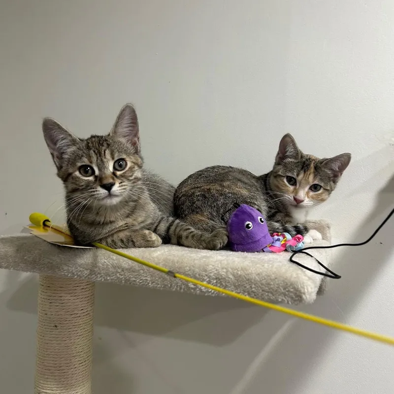 Cat  Winona thumbnail 3