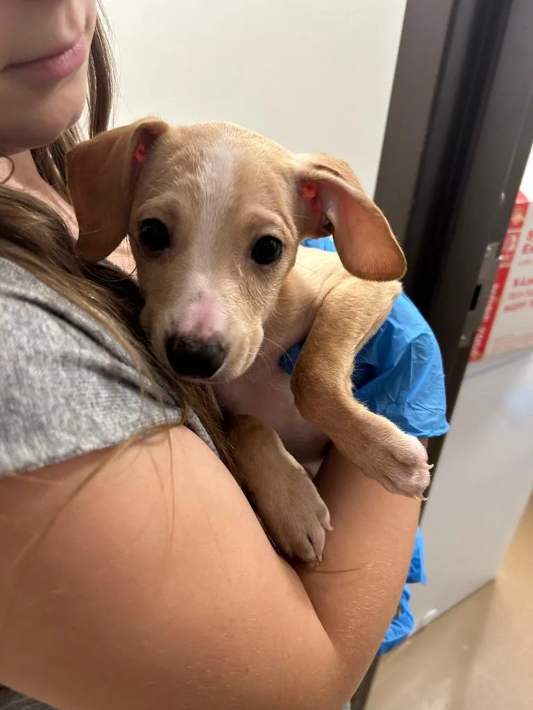 A baby small-sized male Pit Bull Terrier dog named Wizzy for adoption in Springfield, TN