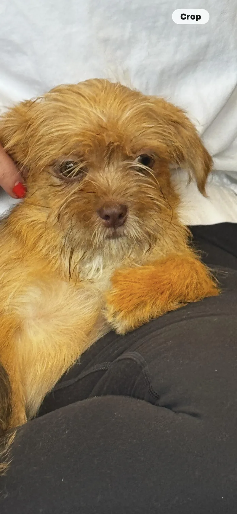 A baby small-sized male Shorkie dog named Stitch for adoption in Hallsville, MO