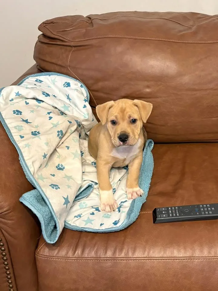 A baby large-sized male American Staffordshire Terrier dog named Pebble for adoption in Berlin, NJ