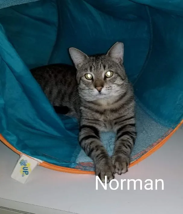 Norman thumbnail 3