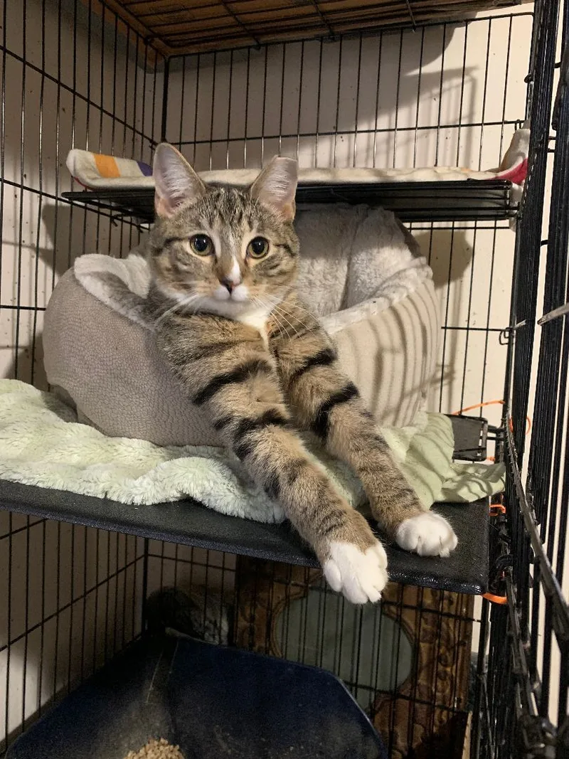 A young medium-sized female Tabby (Brown / Chocolate) Domestic Short Hair cat named Lucy for adoption in Brooklyn, NY