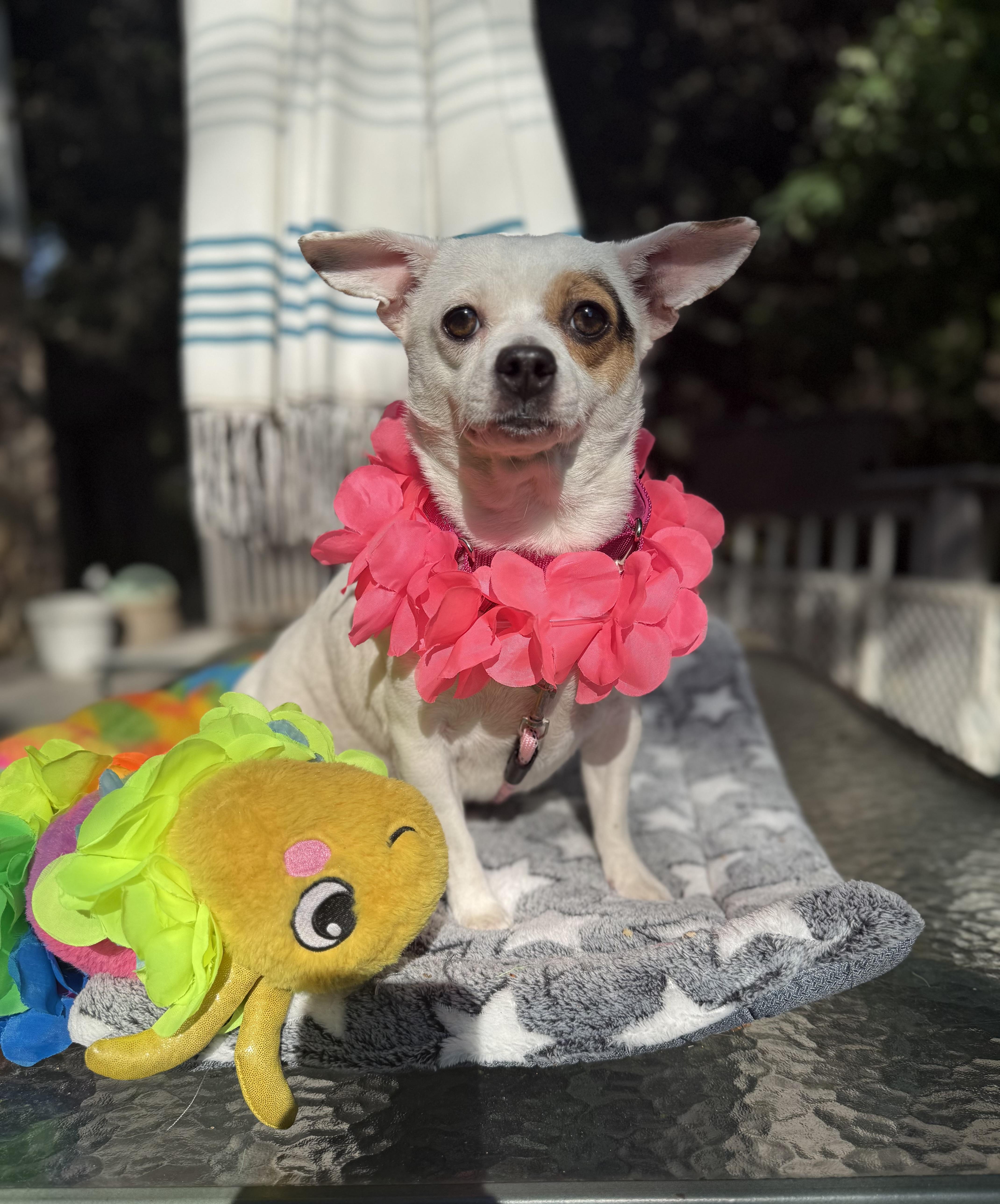 A young small-sized female Apricot / Beige Chihuahua dog named Rosalie for adoption in White Lake, MI