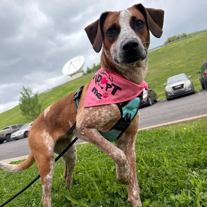 A young medium-sized female Red / Chestnut / Orange Redbone Coonhound dog named Dolly for adoption in Fairmont, WV