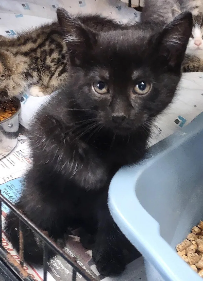 A baby medium-sized female Domestic Short Hair cat named Sage for adoption in Albemarle, NC