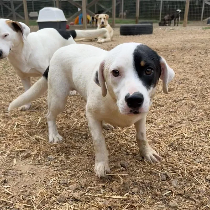 Stretch Armstrong thumbnail 2