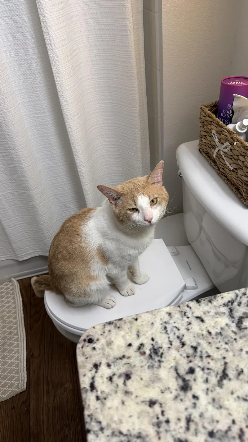 An adult medium-sized male Orange & White Domestic Short Hair cat named Pumpkin for adoption in Columbia, SC