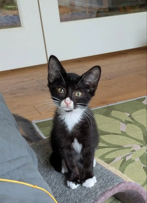 A young medium-sized female Tuxedo cat named Chickadee for adoption in Ocala, FL