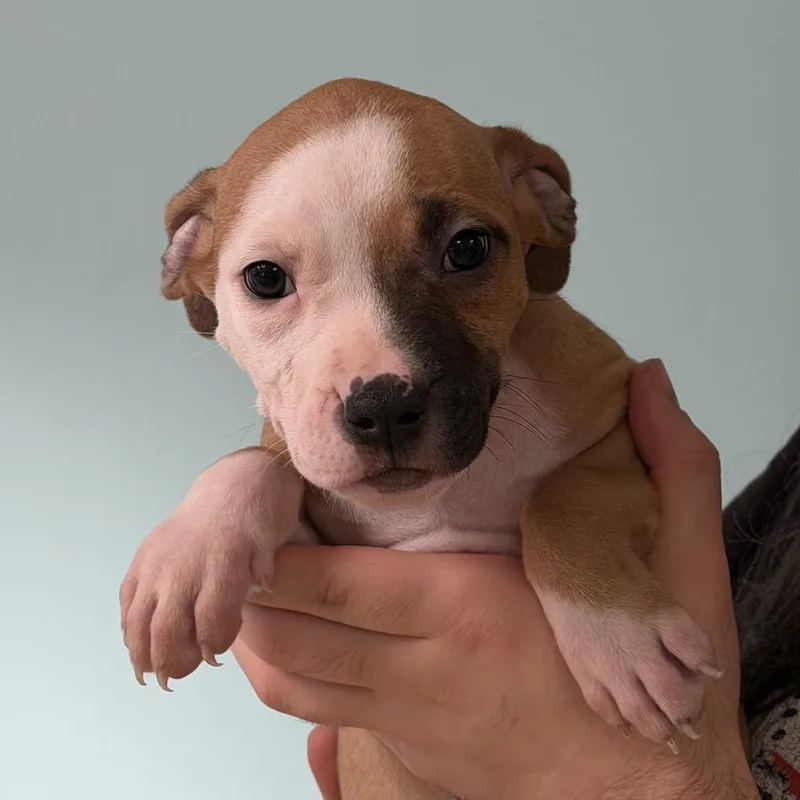 A baby small-sized male Yellow / Tan / Blond / Fawn Labrador Retriever dog named Pepper for adoption in Columbus, GA